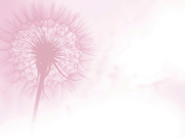 KI_guinot_pusteblume_ueber_mich_600x450 Pusteblume
